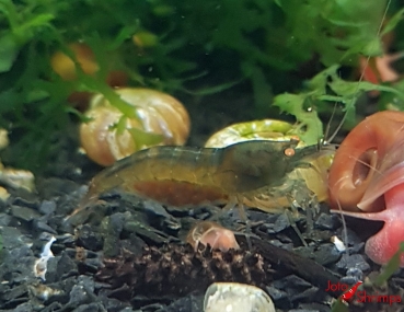 Amber Shrimps OE